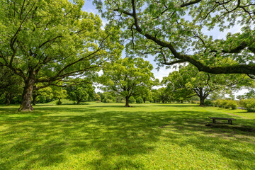Naklejka premium 緑のある公園