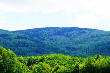 Góra i gęsty las. Widok na las i ogromną górę w tle. Las znajduje się w Czechach.