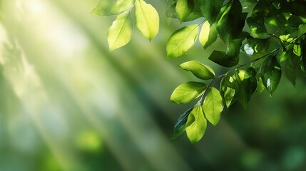 Obraz premium Sunlight Beams Filtering Through Leafy Green Foliage in Nature Scene