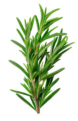 Fototapeta premium Fresh rosemary sprig growing with transparent background