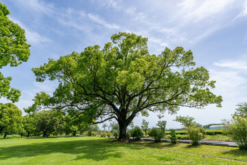 緑のある公園