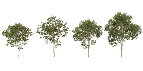 Collection of Cinnamomum,Celtis trees on transparent background