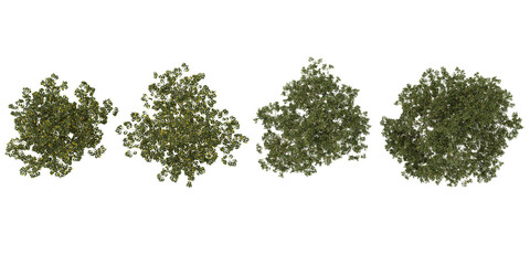Obraz premium Collection of Cinnamomum,Celtis trees on transparent background from the top view