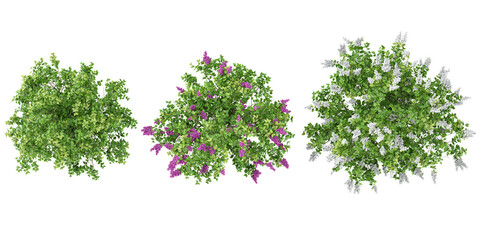 Collection of Common lilac,Syringa × persica plants on transparent background from the top view