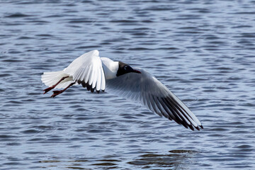Black-headed gull
