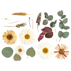 - Rustic Dried Flowers Collection – Natural Pressed Flora Cutout Set 
