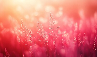 Crimson prairie grasses shimmering in hazy light