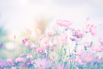 Cosmos flower blossom in garden.