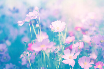 Cosmos flower blossom in garden.