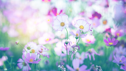 Obraz premium Cosmos flower blossom in garden.