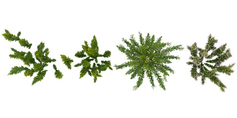 Collection of Pine Cypress Spray plants on transparent background from the top view