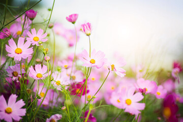 Fototapeta premium Cosmos flower blossom in garden.