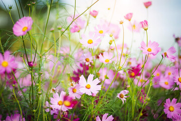 Cosmos flower blossom in garden.