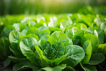A row of organic vegetable garden under the sun