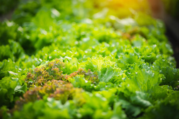 Obraz premium A row of organic vegetable garden under the sun
