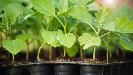A row of organic vegetable garden under the sun