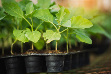 A row of organic vegetable garden under the sun