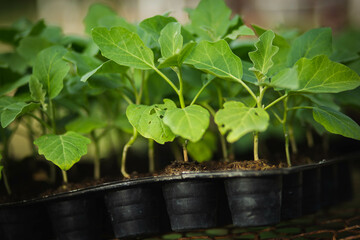 A row of organic vegetable garden under the sun