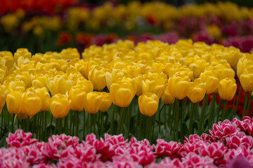 Colorful tulips in full bloom at Keukenhof Gardens, Netherlands, captured in spring 2025. A vivid scene of Dutch springtime beauty and floral diversity.