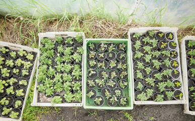 Organic seedlings grown in a foil tunnel. © MaciejBledowski