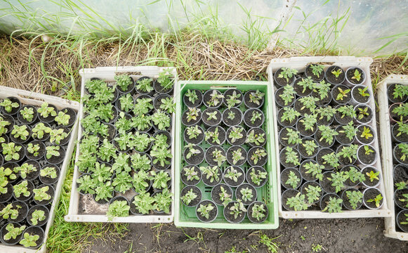 Organic seedlings grown in a foil tunnel.