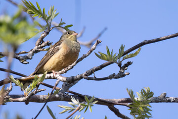 Obraz premium Ortolan Bunting