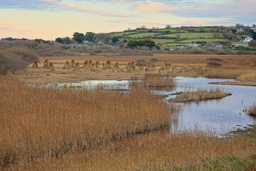 RSPB Marazion Marsh Reserve, reed management, cut and stacked into stooks, Cornwall, UK.