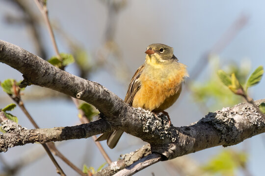 Ortolan Bunting