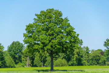 Landschaft im Frühling