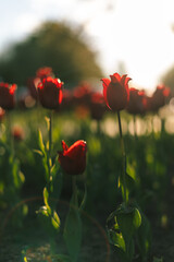 Roses in the sunlight