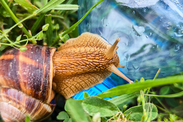 Snail crawls across a plastic bottle surrounded by green grass