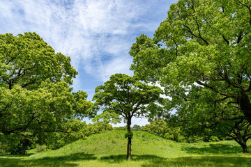 Fototapeta premium 新緑に包まれた公園