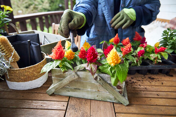 Woman in a blue jacket cleaning soil residues from a floral arrangement with multicolored celosia...