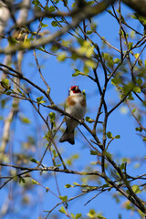 Wild goldfinch bird portrait close up native to Europe also known as Carduelis carduelis.