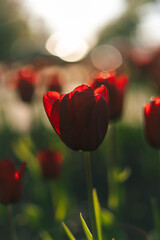 Roses in the sunlight