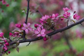 Beautiful apple blossoms
