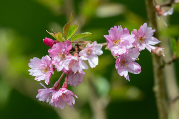 Close up of pink cherry blossom