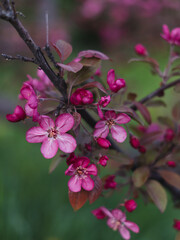 Beautiful apple blossoms