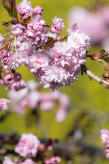Close up of (prunus kanzan) cherry blossom