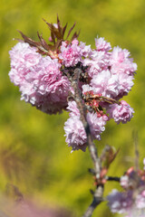 Close up of (prunus kanzan) cherry blossom