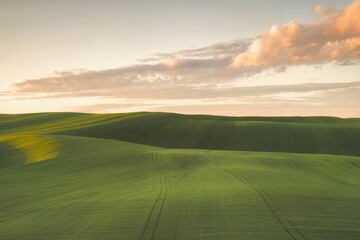 Fototapeta premium Summer evening landscape with green field and cloudy sky.
