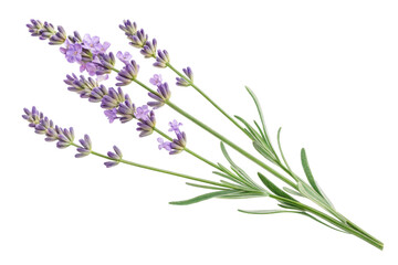 Fototapeta premium Beautiful Lavender Flower Branch Isolated on White Background