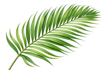 Vibrant Green Palm Leaf Isolated on Transparent Background