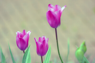 Obraz premium Traditional spring flower with a rich palette of shades, Chernihiv region, Ukraine, May 11, 2025