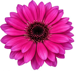 flower border frame with transparent background illustration colorful