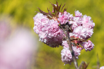 Close up of (prunus kanzan) cherry blossom