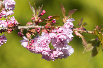 Close up of (prunus kanzan) cherry blossom