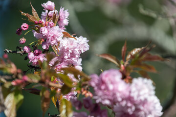 Close up of (prunus kanzan) cherry blossom