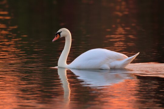 A serene swan gliding on a tranquil lake at dusk