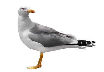 Close up Yellow-legged gull, Larus michahellis, isolated on white, clipping path	